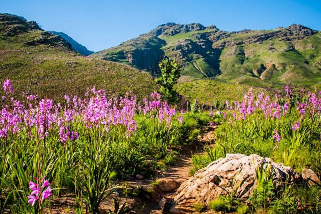 Cape Floral Kingdom: Lupfumo lwa Mvelo lwa Afrika Tshipembe